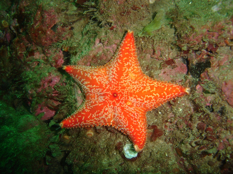 cushion starfish.JPG